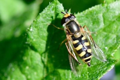 <i>Eupeodes corollae</i>