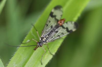 Mouche scorpion, Panorpe commune