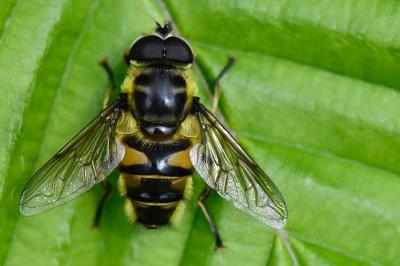 <i>Myathropa florea</i>