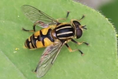 <i>Helophilus pendulus</i>