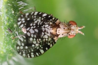 <i>Trypetoptera punctulata</i>
