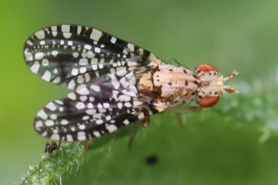 <i>Trypetoptera punctulata</i>