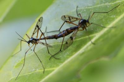 <i>Ptychoptera contaminata</i>