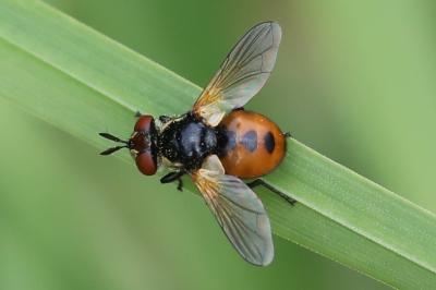 <i>Gymnosoma</i>