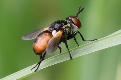 <i>Gymnosoma</i>