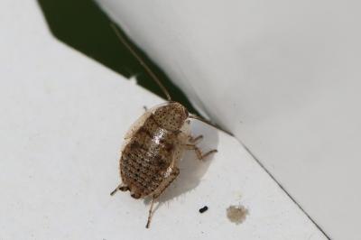 <i>Ectobius pallidus</i>