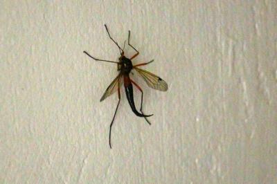 <i>Tanyptera atrata</i>
