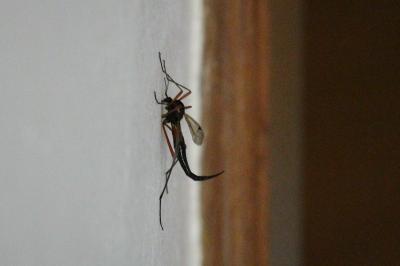 <i>Tanyptera atrata</i>