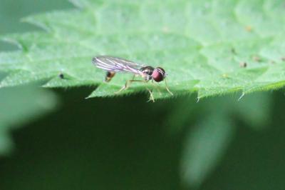 <i>Baccha elongata</i>