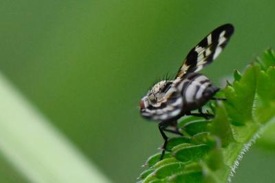 <i>Otites centralis</i>