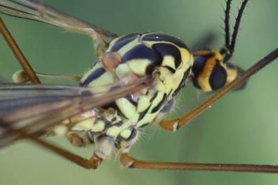 <i>Nephrotoma appendiculata</i>