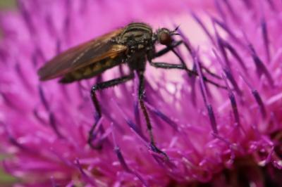 Empis marqueté