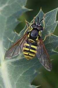 <i>Chrysotoxum cautum</i>