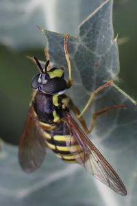 <i>Chrysotoxum cautum</i>