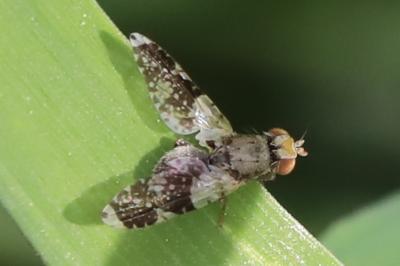 <i>Tephritis formosa</i>