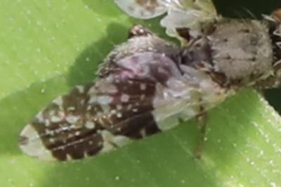 <i>Tephritis formosa</i>