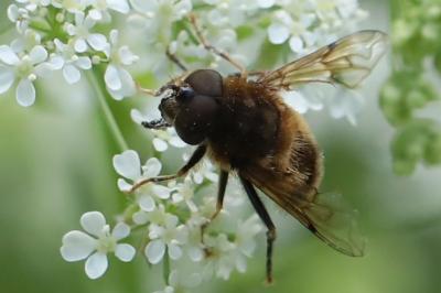 <i>Eristalis pertinax</i>