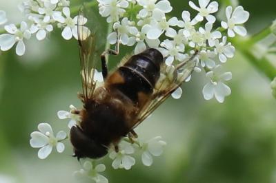 <i>Eristalis pertinax</i>