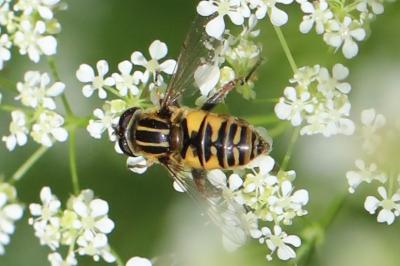 <i>Helophilus pendulus</i>