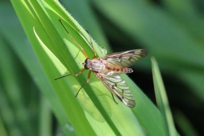 <i>Rhagio scolopaceus</i>