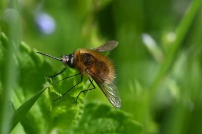 <i>Bombylius</i>