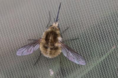 <i>Bombylius venosus</i>