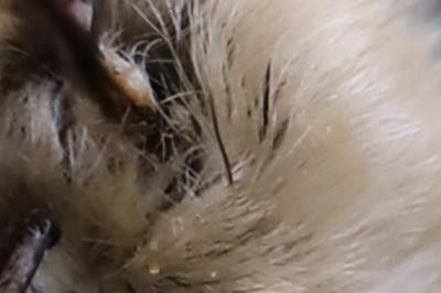 <i>Bombylius venosus</i>