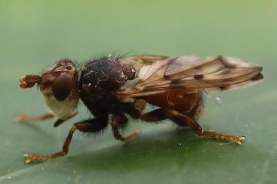 <i>Myopa tessellatipennis</i>