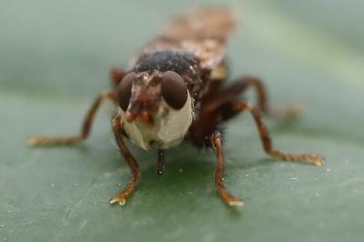 <i>Myopa tessellatipennis</i>