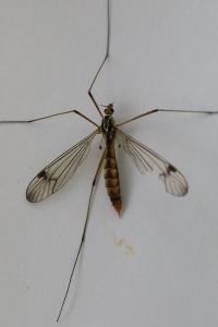 <i>Nephrotoma quadrifaria</i>