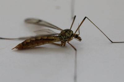 <i>Nephrotoma quadrifaria</i>