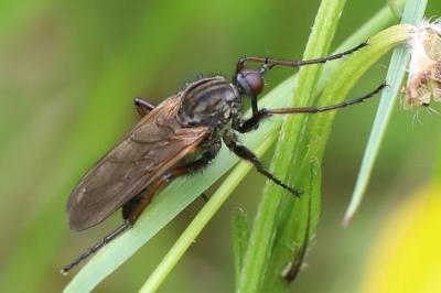 Empis marqueté