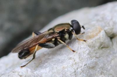 <i>Xylota segnis</i>