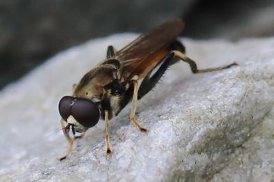 <i>Xylota segnis</i>
