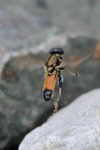 <i>Xylota segnis</i>