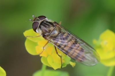 <i>Episyrphus balteatus</i>