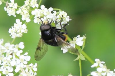 <i>Volucella bombylans</i>