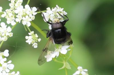 <i>Volucella bombylans</i>