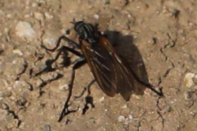 Empis marqueté