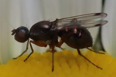 <i>Sepsis punctum</i>