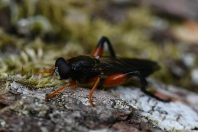 <i>Chalcosyrphus femoratus</i>