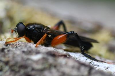 <i>Chalcosyrphus femoratus</i>