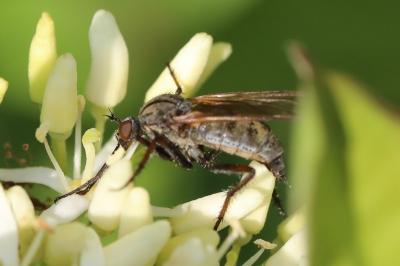 Empis marqueté