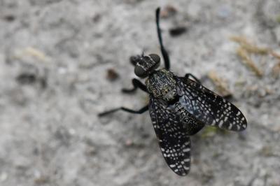 <i>Platystoma seminationis</i>
