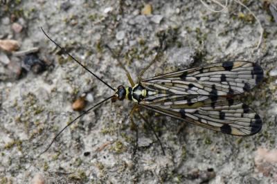 <i>Panorpa germanica</i>