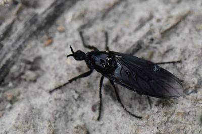 <i>Dilophus febrilis</i>