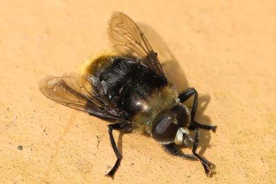 <i>Merodon equestris</i>