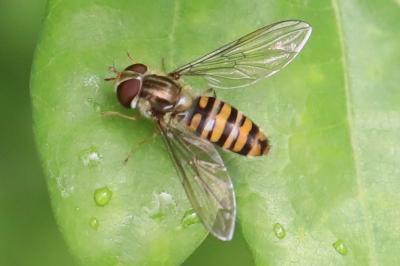 <i>Episyrphus balteatus</i>