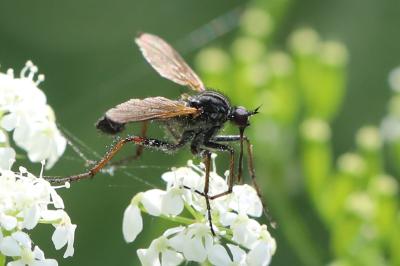 Empis marqueté