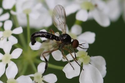 <i>Empis nigritarsis</i>